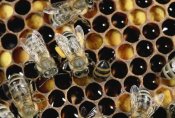 Konrad Wothe - Honey Bee colony on honeycomb, Germany