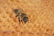 Konrad Wothe - Honey Bee on honeycomb, Germany