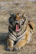 Konrad Wothe - Siberian Tiger yawning, Russia
