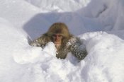 Konrad Wothe - Japanese Macaque baby playing in snow, Japanese Alps, Nagano, Japan