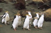 Konrad Wothe - Royal Penguin group on beach, Macquarie Island, Australia