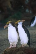 Konrad Wothe - Royal Penguin pair on nest, Macquarie Island
