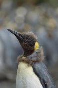 Konrad Wothe - King Penguin chick molting, Macquarie Island