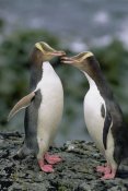 Konrad Wothe - Yellow-eyed Penguins communicating, Enderby Island, New Zealand
