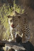 Konrad Wothe - Leopard , Etosha National Park, Namibia