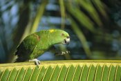 Konrad Wothe - Yellow-naped Parrot walking along palm frond, Amazon, Brazil