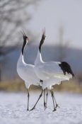 Konrad Wothe - Red-crowned Crane pair calling during courtship, Hokkaido, Japan
