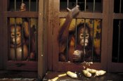 Konrad Wothe - Orangutan baby in rehabilitation center, Borneo
