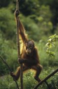 Konrad Wothe - Orangutan juvenile hanging on liana, Borneo