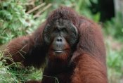 Konrad Wothe - Orangutan old male, Tanjung Puting National Park, Borneo