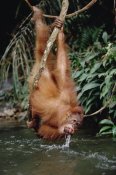 Konrad Wothe - Orangutan drinking from river, Gunung Leuser NP, Sumatra