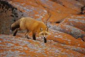 Konrad Wothe - Red Fox on rocks with orange lichen, Churchill, Canada