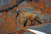 Konrad Wothe - Red Fox on rocks with orange lichen, Churchill, Canada
