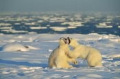 Konrad Wothe - Polar Bear males fighting, Hudson Bay, Canada