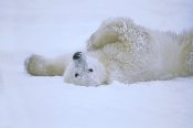 Konrad Wothe - Polar Bear rolling in snow, Hudson Bay, Canada