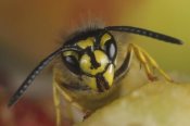 Konrad Wothe - Yellowjacket wasp feeding on fruit, Germany