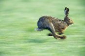 Konrad Wothe - European Hare running, Austria