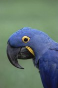 Konrad Wothe - Hyacinth Macaw portrait, Pantanal, Brazil