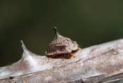 Konrad Wothe - Insect camouflaged as thorn, Pantanal, Brazil