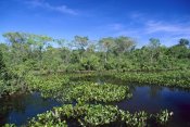 Konrad Wothe - Common Water Hyacinth, Paraguay River, Pantanal, Brazil