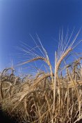 Konrad Wothe - Barley field showing heads of grain, Germany