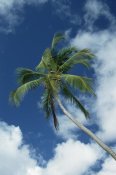 Konrad Wothe - Coconut Palm against blue sky and clouds