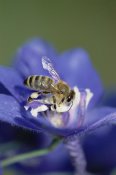 Konrad Wothe - Honey Bee gathering pollen from flower