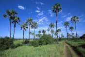 Konrad Wothe - Borassus Palm along dirt road, Tarangire National Park, Tanzania