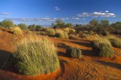 Konrad Wothe - Spinifex Grass growing in Strzelecki Desert, southern Australia