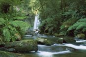 Konrad Wothe - Hopetoun Falls in the rainforest, Otway National Park, Australia