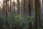 Konrad Wothe - Mountain-ash forest, Dandenong Ranges NP,  Australia