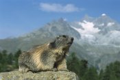Konrad Wothe - Alpine Marmot , Wallis, Switzerland
