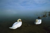 Konrad Wothe - Mute Swan pair in shallow water, Germany