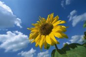 Konrad Wothe - Common Sunflower with blue sky behind, Germany