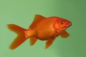 Konrad Wothe - Goldfish in aquarium