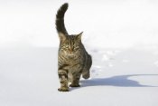 Konrad Wothe - House Cat male walking in snow, Germany