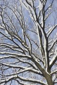 Konrad Wothe - English Oak tree in snow, Bavaria, Germany