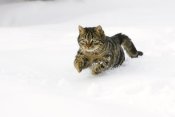 Konrad Wothe - House Cat male running in snow, Germany