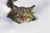 Konrad Wothe - House Cat in deep snow, Germany