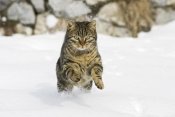 Konrad Wothe - House Cat male running in snow, Germany