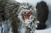 Konrad Wothe - Japanese Macaque covered in snow, Japanese Alps near Nagano, Japan