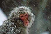 Konrad Wothe - Japanese Macaque covered in snow, Japanese Alps near Nagano, Japan