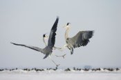 Konrad Wothe - Grey Heron pair fighting, Usedom, Germany