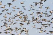 Konrad Wothe - Mallard flock flying, Germany