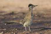 Konrad Wothe - Greater Roadrunner profile, New Mexico