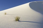 Konrad Wothe - Yuccas in gypsum sand dunes, White Sands National Monument, New Mexico