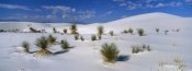 Konrad Wothe - Soaptree Yucca in gypsum dunes, White Sands National Monument, New Mexico