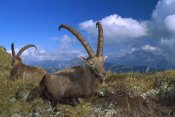 Konrad Wothe - Alpine Ibex males in the Swiss Alps, Europe