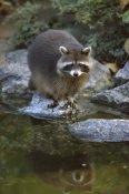 Konrad Wothe - Raccoon at water's edge, North America