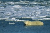 Konrad Wothe - Polar Bear wading in water along ice floe, Churchill, Canada
